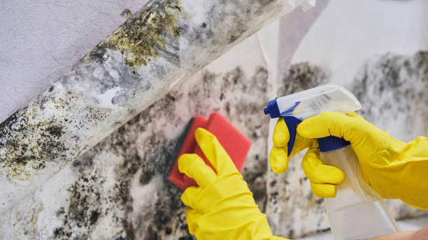  , USA Mold Removal Pros
